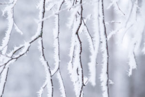 Frozen birch twigs covered with white hoarfrost, blurred background Frozen birch twigs covered with white hoarfrost, blurred background